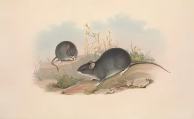 The Mammals Of Australia Pl 122