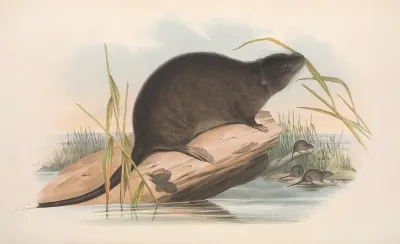 The Mammals Of Australia Pl 133