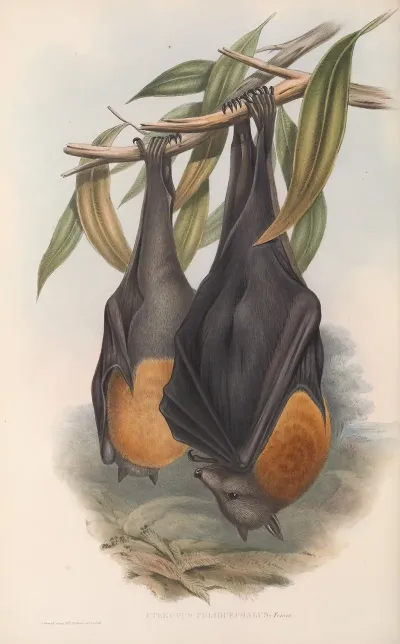 The Mammals Of Australia Pl 134