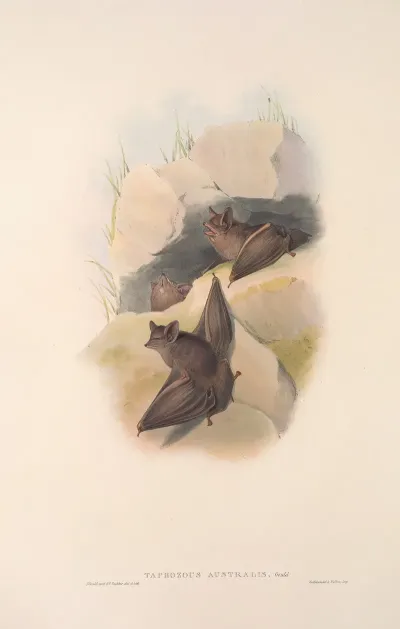 The Mammals Of Australia Pl 138
