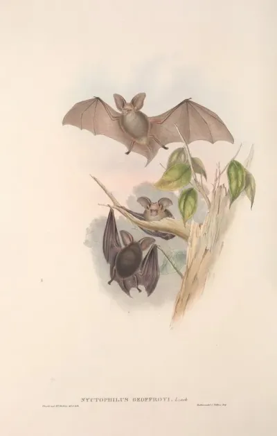 The Mammals Of Australia Pl 143