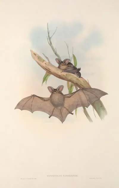 The Mammals Of Australia Pl 145