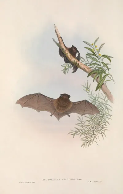 The Mammals Of Australia Pl 148