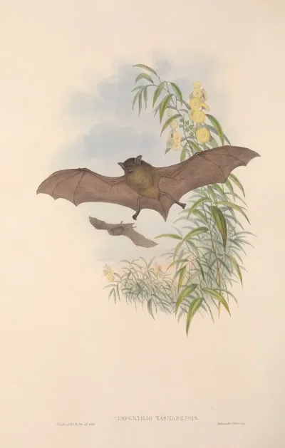 The Mammals Of Australia Pl 154