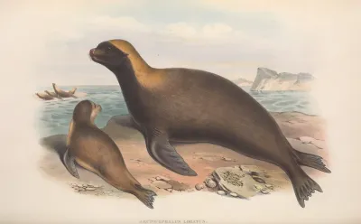 The Mammals Of Australia Pl 155