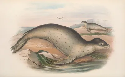 The Mammals Of Australia Pl 156