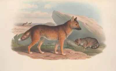 The Mammals Of Australia Pl 158