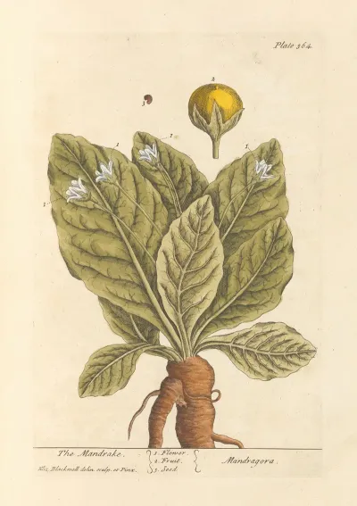 The Mandrake