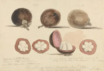 The Mangosteen Fruit Malacca