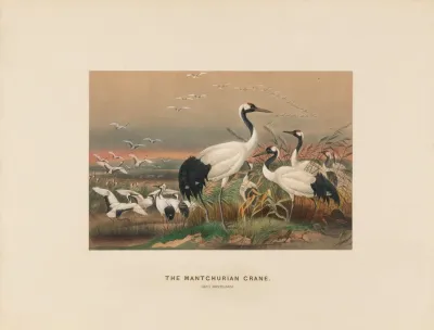 The Mantchurian Crane 2