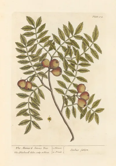 The Manurd Service Tree