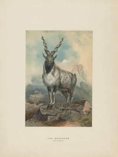 The Markhore 2