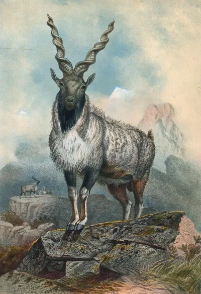 The Markhore