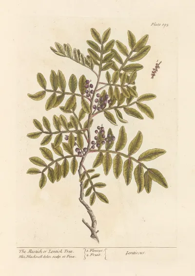 The Mastich Or Lentisk Tree