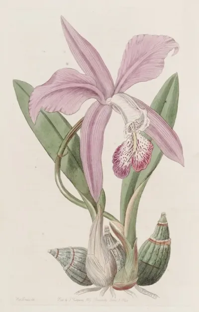 The May Flower Laelia