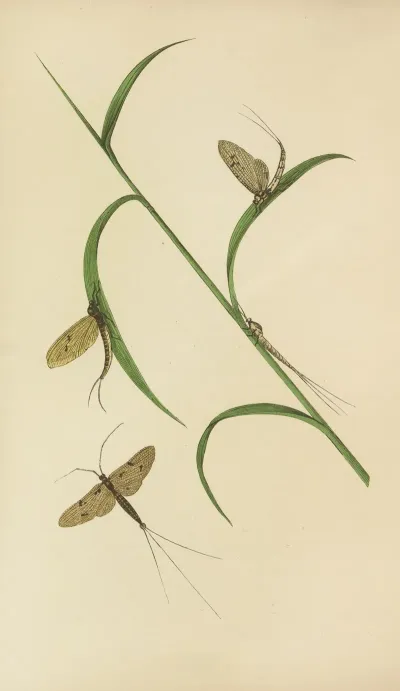 The May Fly Green And Fray Drake