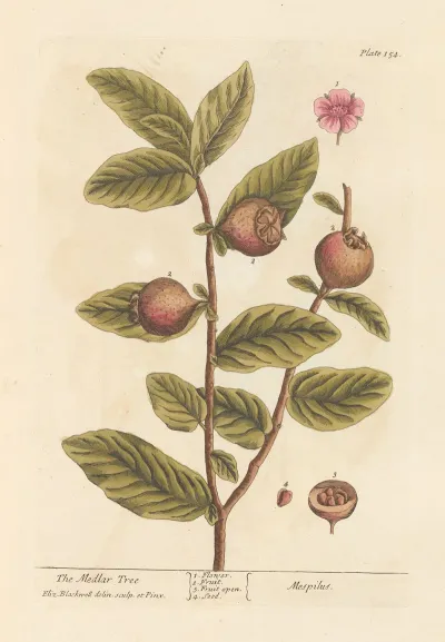 The Medlar Tree