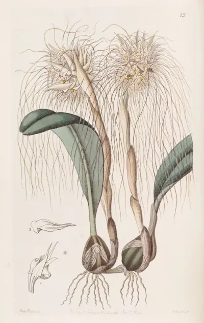 The Medusas Head Orchis