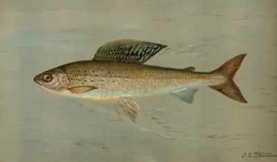 The Michigan Grayling Thymallus Ontariensis