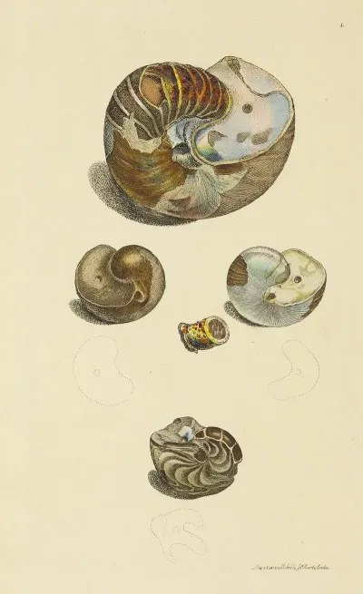 The Mineral Conchology Of Great Britain Pl 001