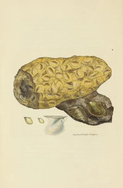 The Mineral Conchology Of Great Britain Pl 002