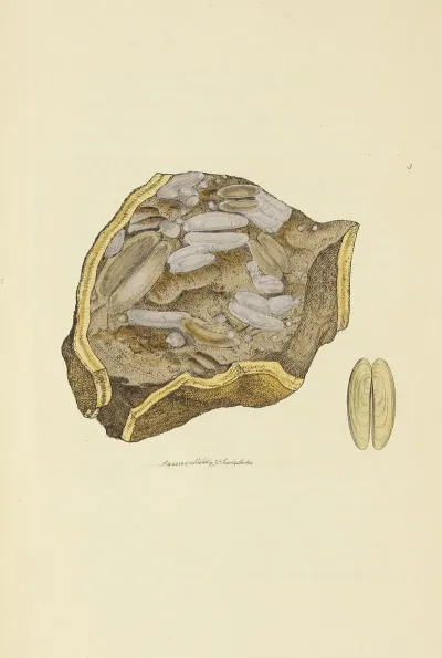 The Mineral Conchology Of Great Britain Pl 003