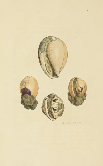 The Mineral Conchology Of Great Britain Pl 004