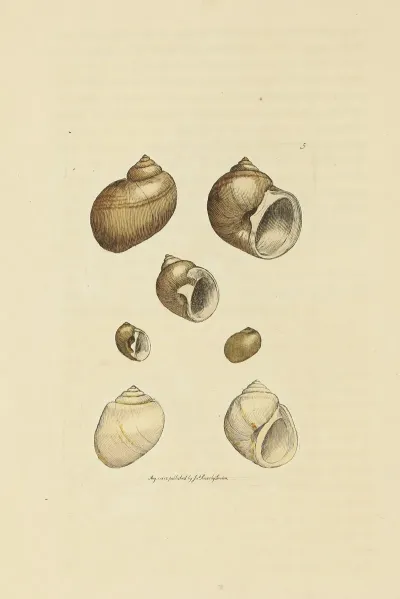 The Mineral Conchology Of Great Britain Pl 005
