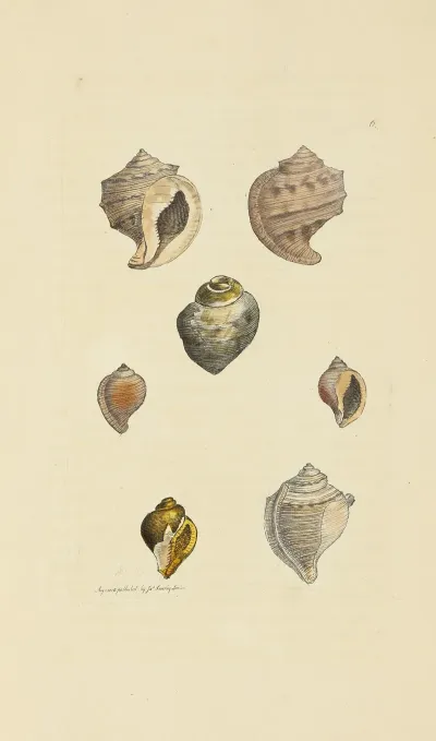 The Mineral Conchology Of Great Britain Pl 006