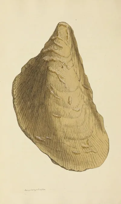 The Mineral Conchology Of Great Britain Pl 007