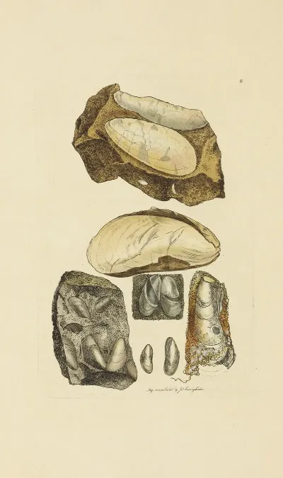 The Mineral Conchology Of Great Britain Pl 008