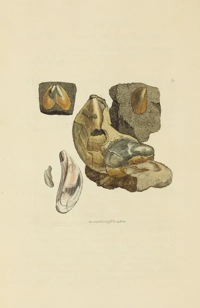 The Mineral Conchology Of Great Britain Pl 009