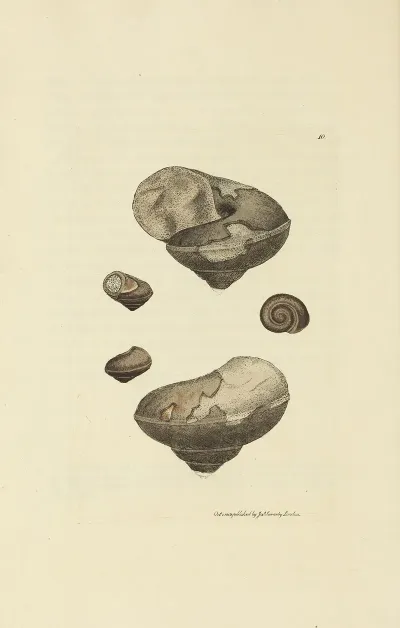 The Mineral Conchology Of Great Britain Pl 010