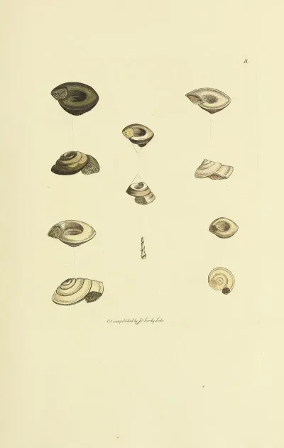 The Mineral Conchology Of Great Britain Pl 011