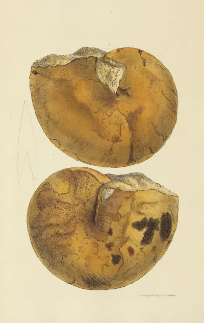 The Mineral Conchology Of Great Britain Pl 012