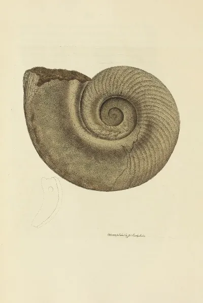 The Mineral Conchology Of Great Britain Pl 013