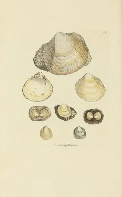 The Mineral Conchology Of Great Britain Pl 014