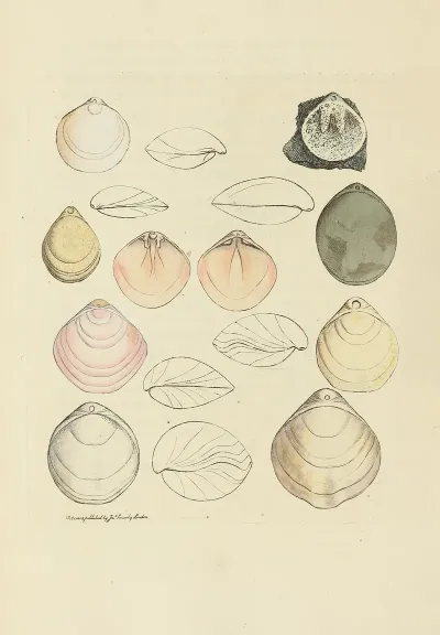 The Mineral Conchology Of Great Britain Pl 015