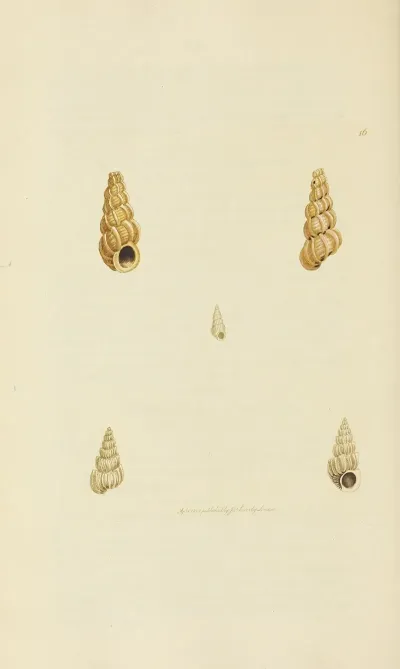 The Mineral Conchology Of Great Britain Pl 016