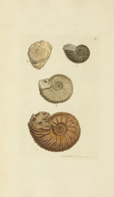 The Mineral Conchology Of Great Britain Pl 017