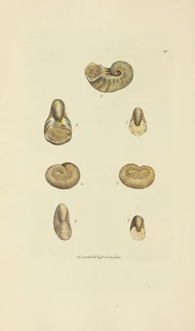 The Mineral Conchology Of Great Britain Pl 018