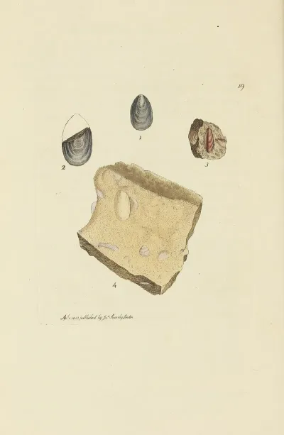The Mineral Conchology Of Great Britain Pl 019