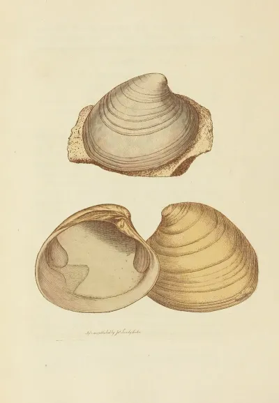 The Mineral Conchology Of Great Britain Pl 020