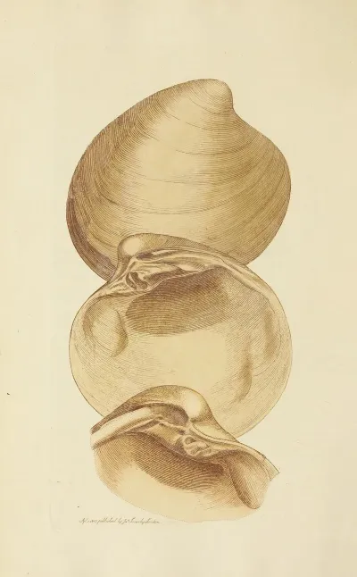 The Mineral Conchology Of Great Britain Pl 021