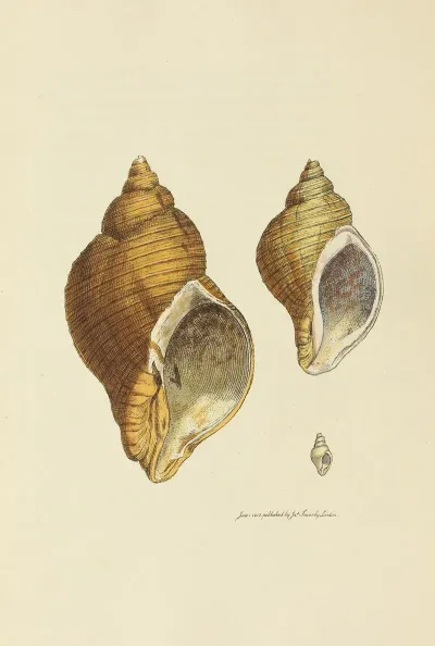 The Mineral Conchology Of Great Britain Pl 022