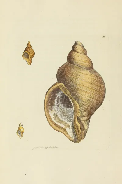 The Mineral Conchology Of Great Britain Pl 023