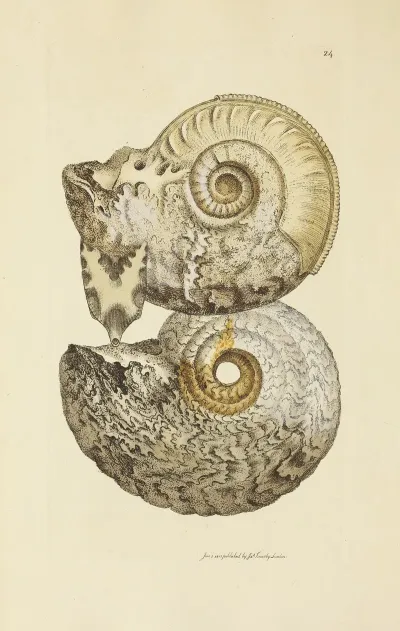 The Mineral Conchology Of Great Britain Pl 024