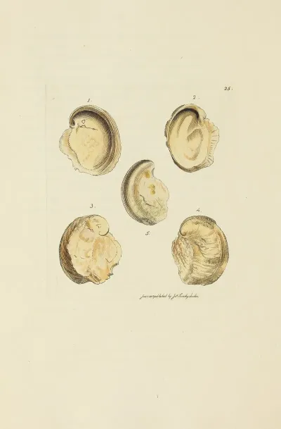 The Mineral Conchology Of Great Britain Pl 025