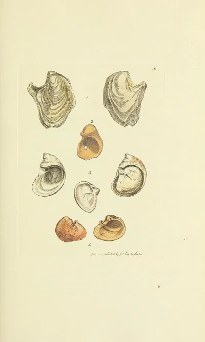 The Mineral Conchology Of Great Britain Pl 026
