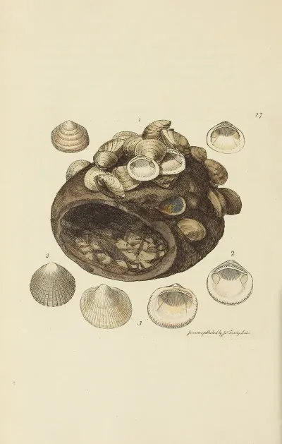 The Mineral Conchology Of Great Britain Pl 027